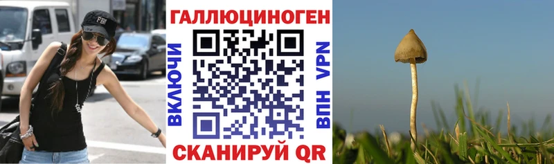 Купить закладки  Тогучин  Галлюциногенные грибы Cubensis 